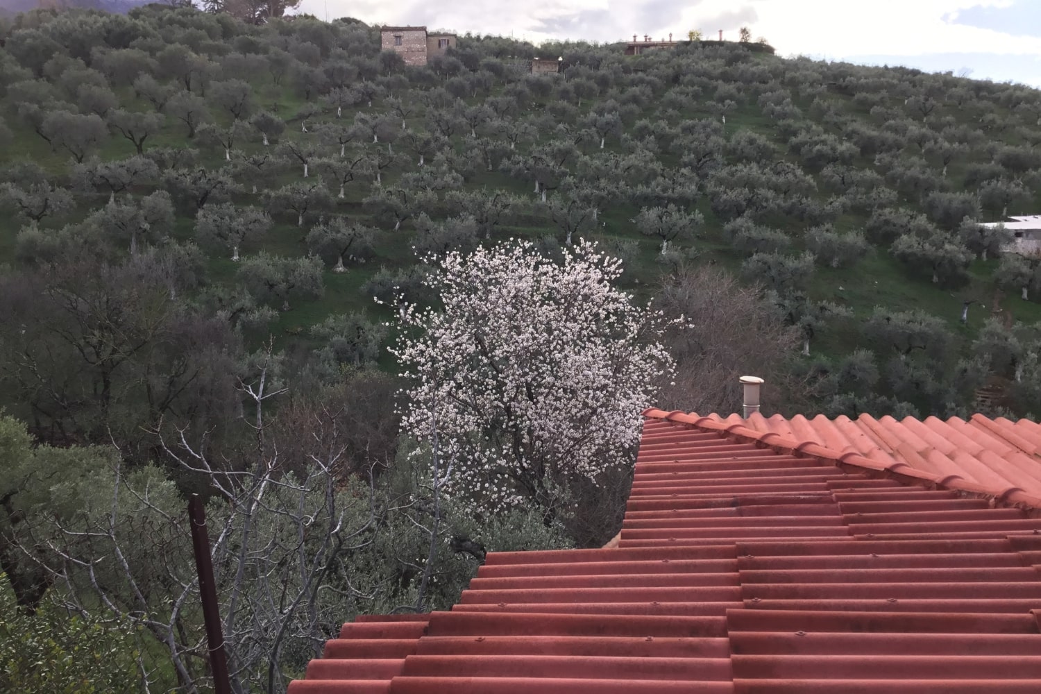 Palombara5