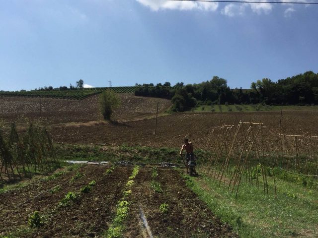 Attività agricola Comunità di  Montefiore