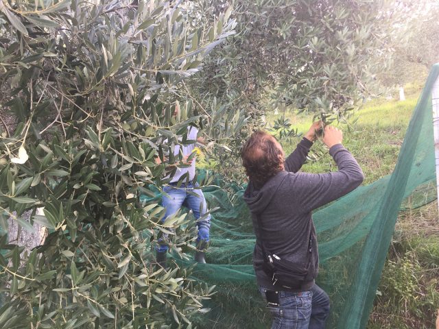 Raccolta uliveto comunità Palombara